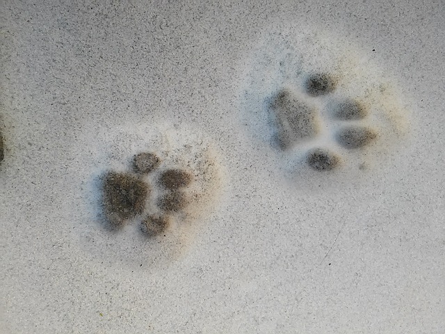 traces d'animaux dans le sable