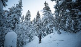 Vacances d’hiver : les loisirs à réaliser en forêt