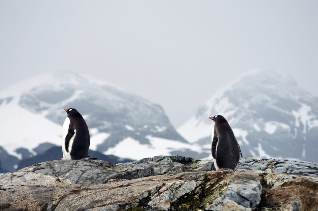 pengouins voyage antarctique