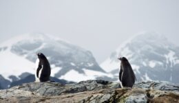 Comment organiser un voyage pour découvrir la Faune Antarctique ?