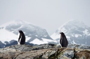 Lire la suite à propos de l’article Comment organiser un voyage pour découvrir la Faune Antarctique ?
