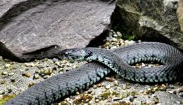 Comment éloigner les serpents de votre emplacement de camping ?