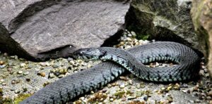 Lire la suite à propos de l’article Comment éloigner les serpents de votre emplacement de camping ?