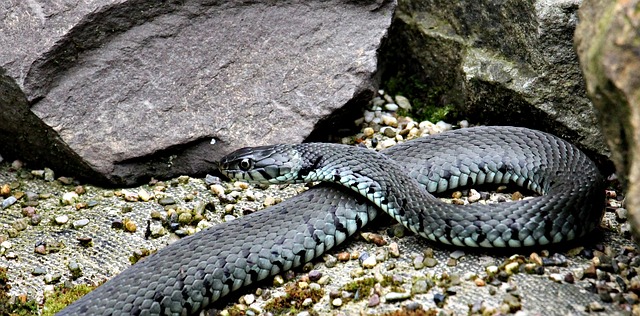 You are currently viewing Comment éloigner les serpents de votre emplacement de camping ?