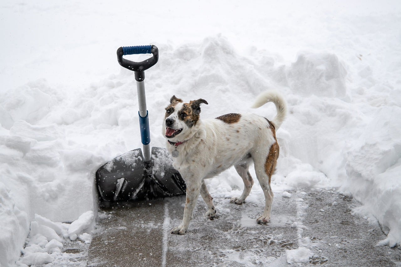 pelle à neige à côté d'un chien