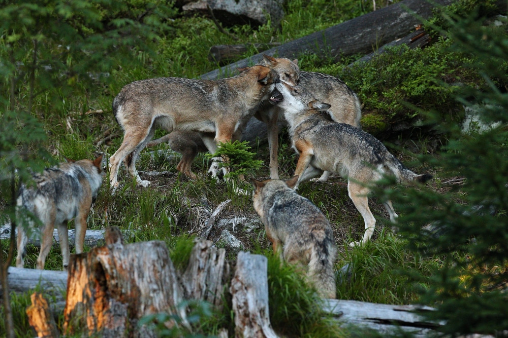 loups dans la forêt