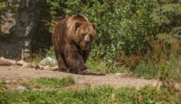 Comment se protéger des animaux sauvages lorsque vous campez ?