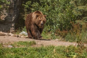 Lire la suite à propos de l’article Comment se protéger des animaux sauvages lorsque vous campez ?