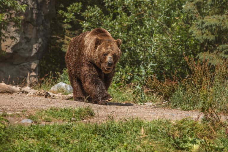 Comment se protéger des animaux sauvages lorsque vous campez ?